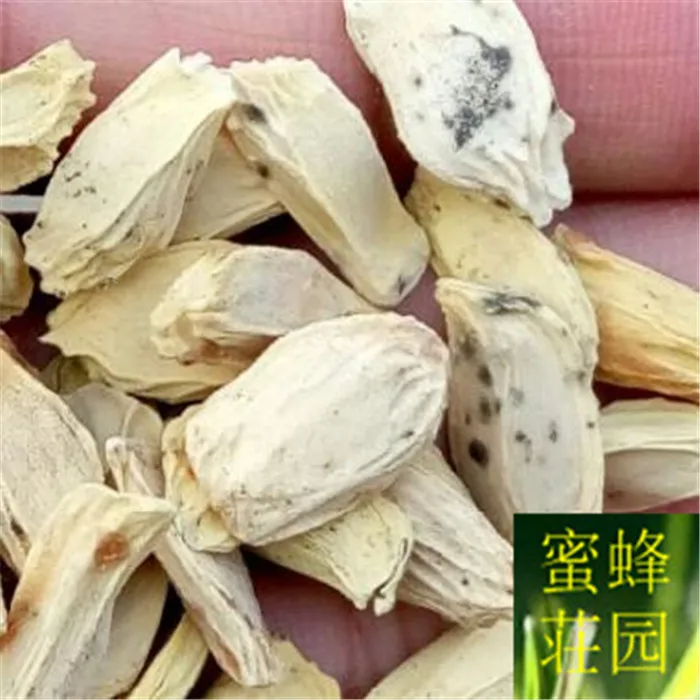 

Balsam Pizza Fruits Grapefruit bonsai Grapefruit bonsai Fruit Trees bonsai about 20pcs