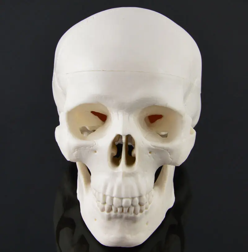 

Miniature model New Skull Human Resin model White skull model Medical Replica Cranium 11X9X7cm #HM51247