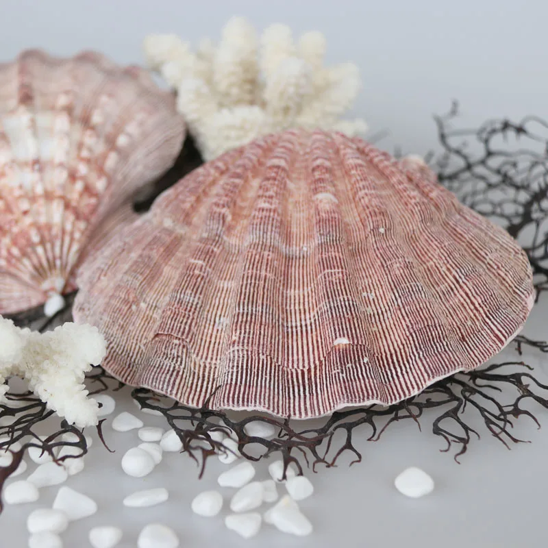 Бесплатная доставка (1 шт./лот) натуральная раковина и ракушка в виде Львиной лапы