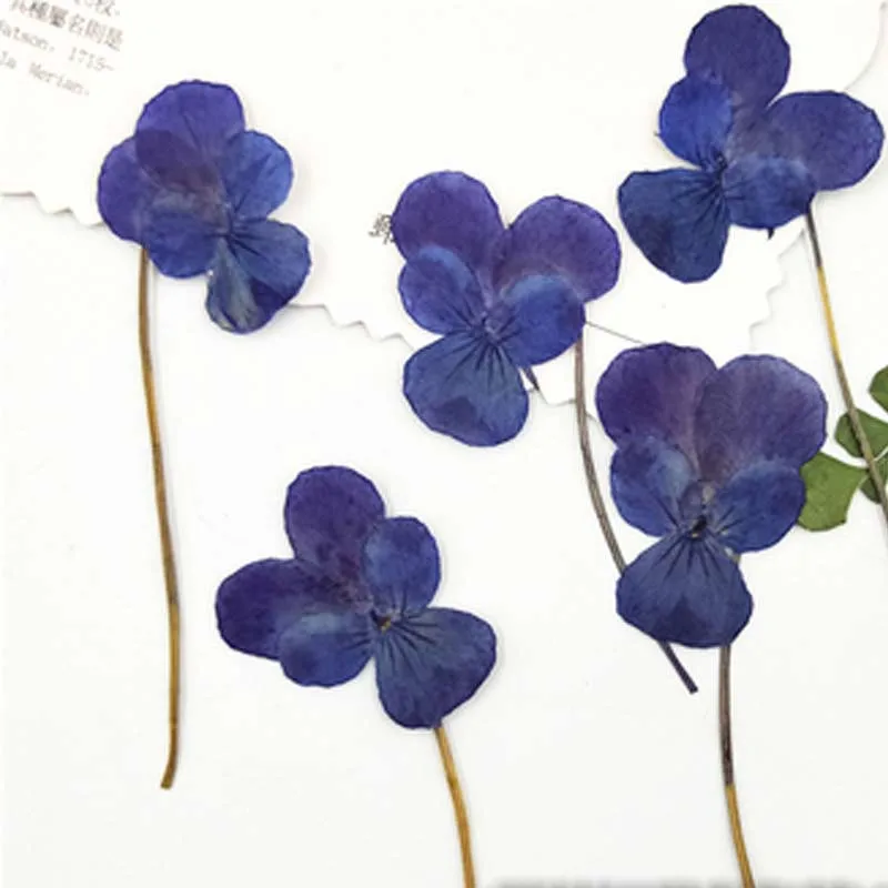 Plum on Stems Блестящие желтые анютины глазки сушеные пресс цветы образцы для детей ручной работы класса 120 шт - Цвет: Plum on Stems