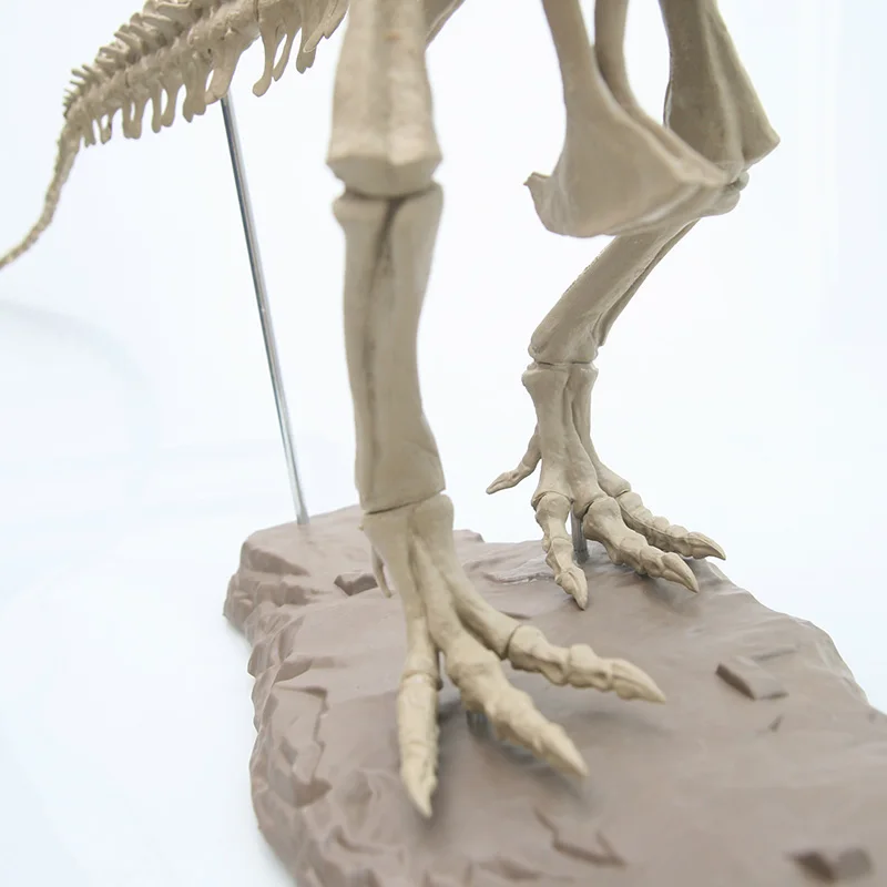 2019 Горячая 4D в собранном виде модель большой Т-Рекс Скелет Ископаемого животная