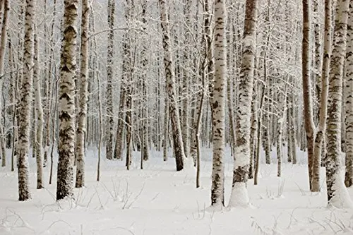5x7ft Snowy forest photography winter landscape Christmas backdrop | Электроника
