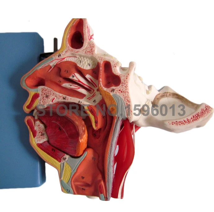 Двухсторонняя голова и лицо анатомическая Учебная модель мышцы нервы сосуды в