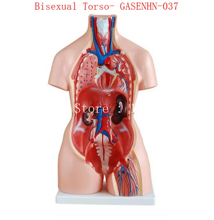 Visceral anatomy male female Asexual trunk Anatomical model chest abdomen Organ structure medicine Bisexual Torso- GASENHN-037 | Канцтовары
