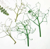 100pcs pressed dried pisum sativum vine plant herbarium for jewelry postcard photo frame bookmark phone case diy