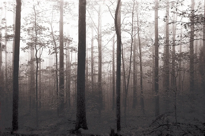 

Decorative art of beautiful landscape oil painting from Forest art printed on cotton canvas for party home decor free shipping