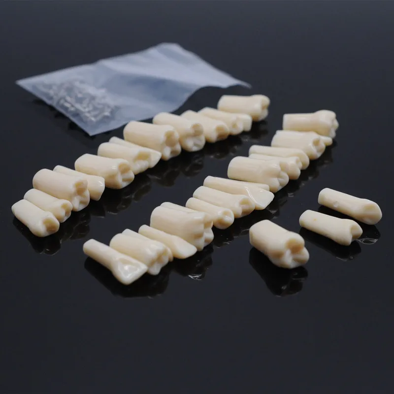 

Dental Supplies Tooth Model Exam Preparation Teaching Adult Tooth in Vitro Resin