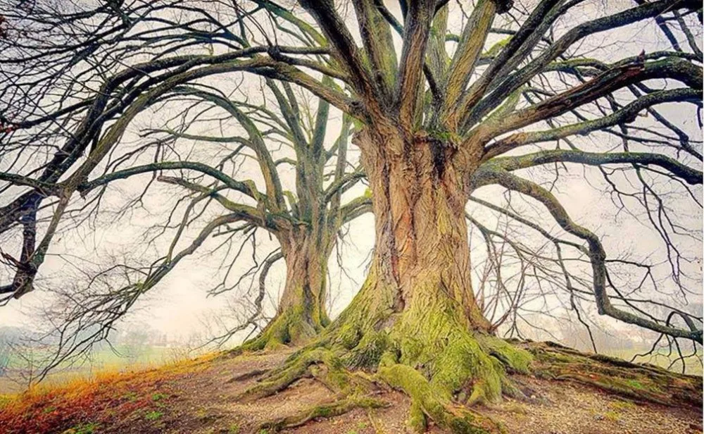 Пользовательские 3d Настенные обои Лес Дерево 3 d гостиная дом улучшение фона