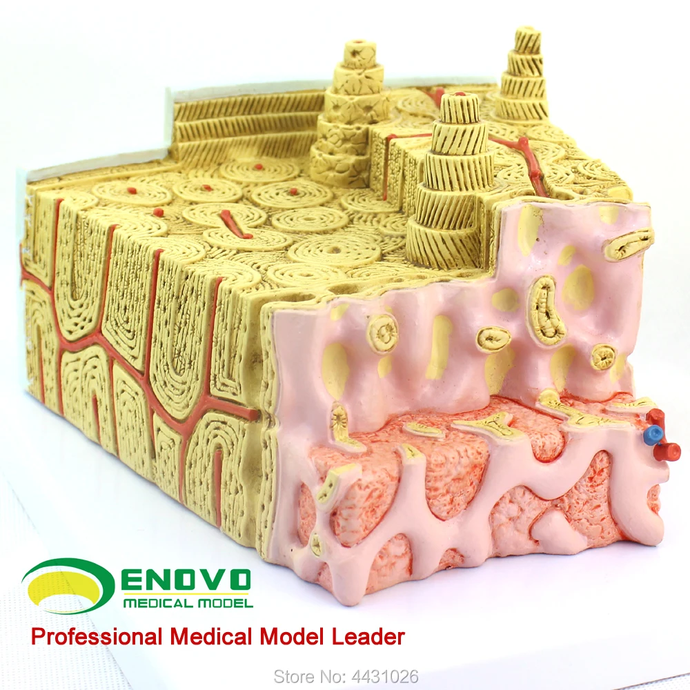 

ENOVO Bone structure model microanatomy model bone marrow internal structure orthopedic teaching medicine teaching