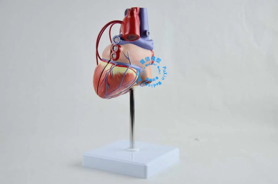 Бесплатная доставка и модель обхода сердца человека коронарная сердечно