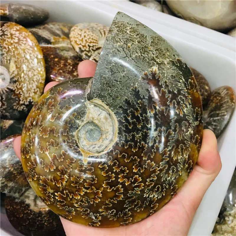 АА++ натуральный аммонит красивый NAUTILUS Мадагаскар окаменелый с лечебным действием, образцы