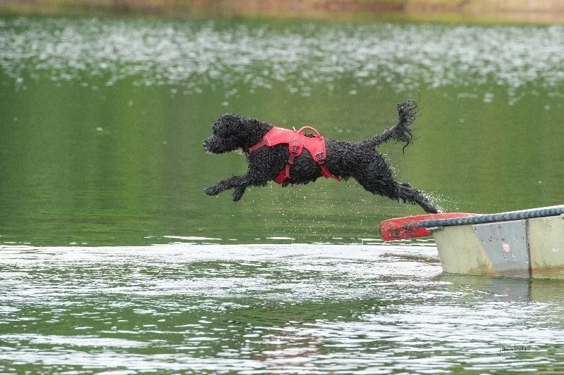 RUFFWEAR веб-мастер жгут