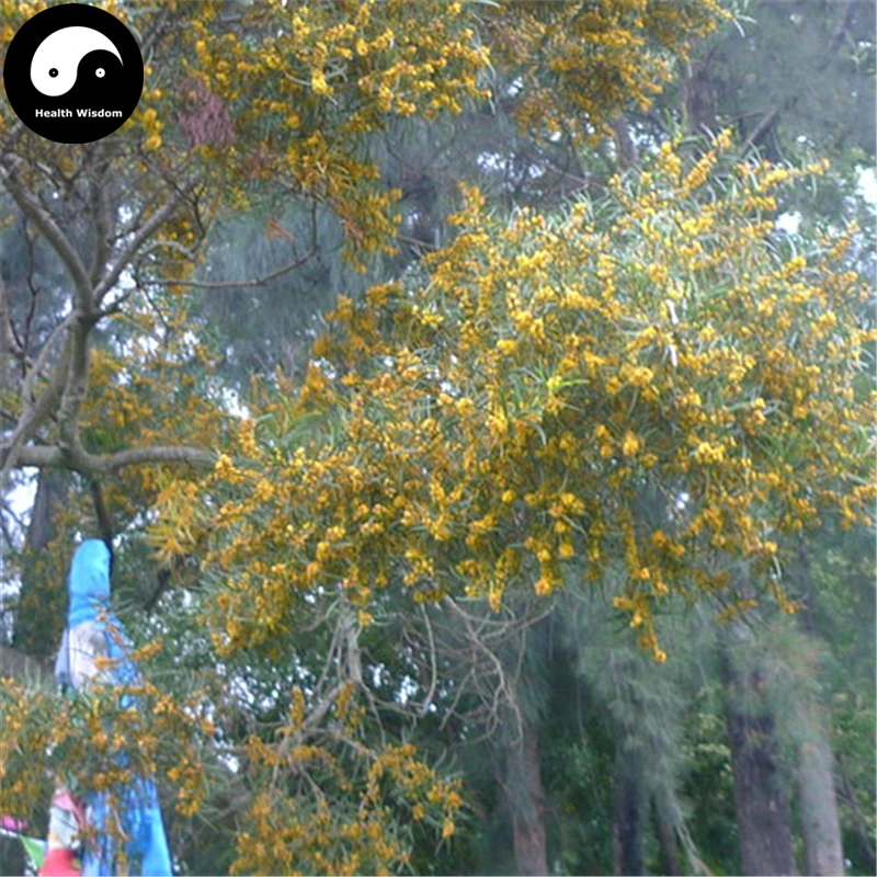 Купить Acacia Confus Semente 30 шт. завод Acacia Confus для Тайваня Xiang Si Shu