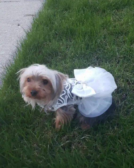 Платья для собак маленьких Открытое сексуальное Белое платье домашних животных