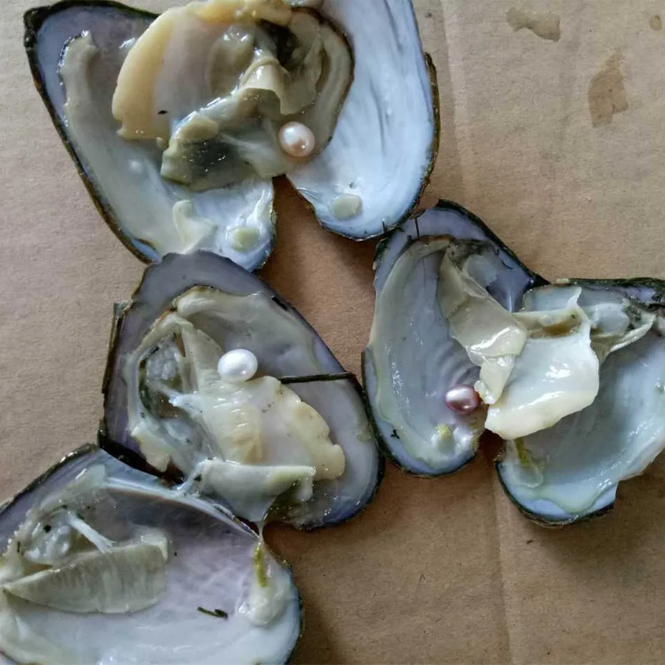 Вакуумная упаковка из пресноводного жемчуга Oyster Wish жемчужная Мидия с жемчугом