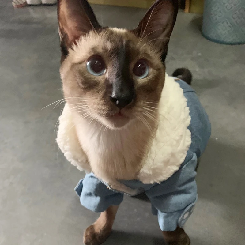 Теплый Хлопковый жакет с воротником Одежда для домашних животных котов кошек