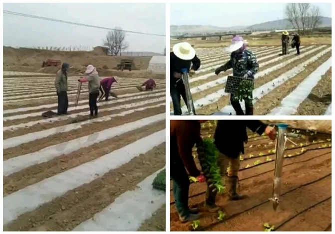 Автоматическая сельскохозяйственная сеялка семян кукурузы арахиса dibbler для