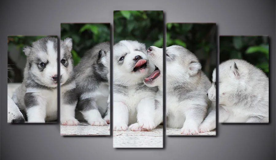 5d diy Алмазная Вышивка Baby Husky dog 5 шт. алмазная живопись вышивка крестиком полная