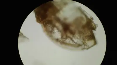 50 г daphnia рыба еда тропическая рыба Золотая рыбка кои ящерица черепаха корм для тропических рыб