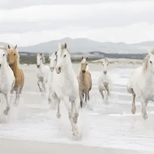 Животные лошади motion run меха волос гривы Природа пейзажи пляжи
