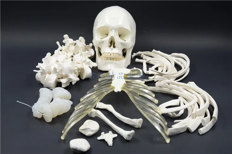 Обучающая модель человеческого тела костяная 170 см имитация скелета общая
