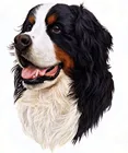 Новая мозаика Алмазная вышивка круглые бусины щенок Бернский горный собака бриллианты 3D 5D Вышивка крестиком Картина маслом Ручная работа