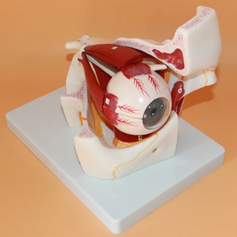 3 раза увеличивает модель глаз и орбитальной анатомии визуальная система