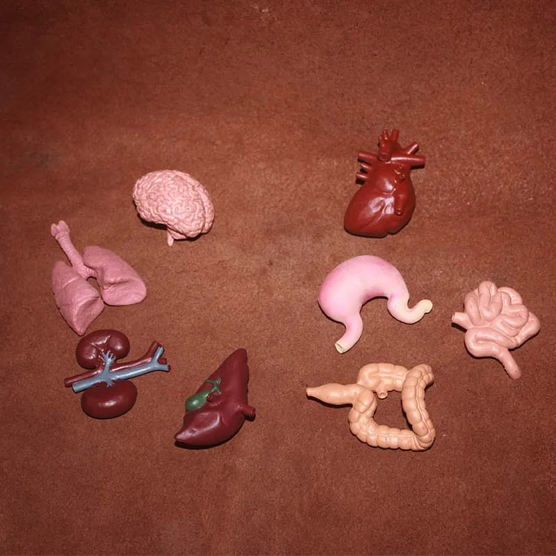 

Simulation pvc figure organ of human toy model ornaments model toy model gift