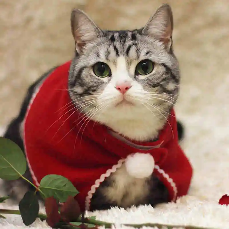 [MPK Cat Costume] Милая Рождественская шляпа и шейный платок для кошек и собак, получить его до Рождества - Цвет: shawl