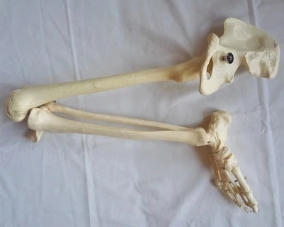Adult whole leg bone model medical teaching Lower limb model free shipping