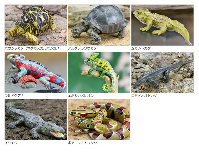 Разноцветные настоящие рептилии дикой жизни животные черепахи Tuatara морские