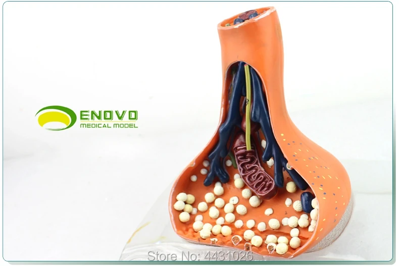 ENOVO Neurosynapse model chemical synapse используется для анатомии человеческой нервной