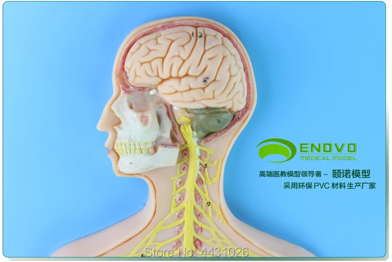 

ENOVO Anatomy of the central nervous system of the nervous system
