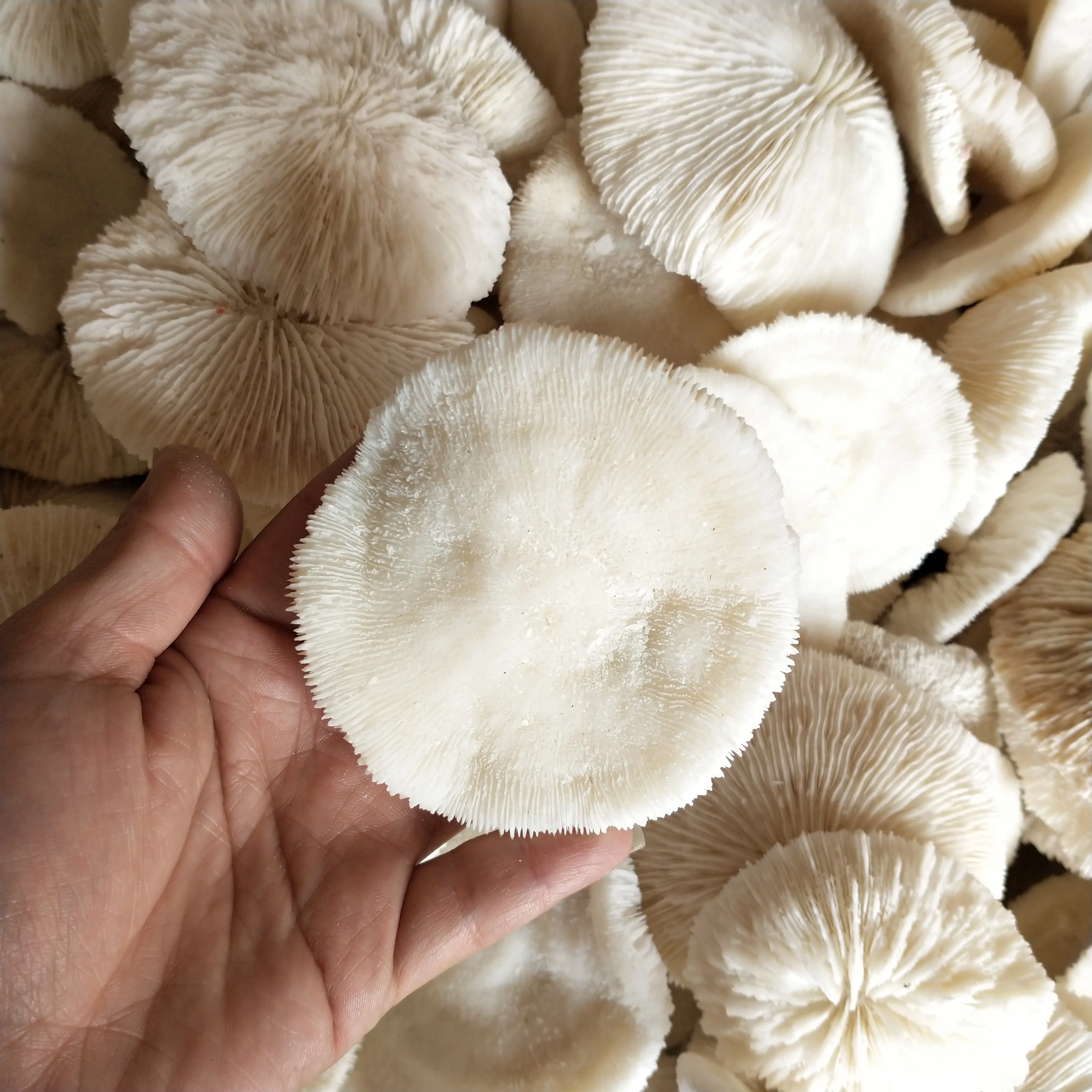 2 шт. натуральный морской коралловый корпус кристаллическая функция гриб