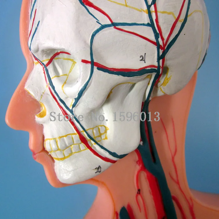 Модель человеческой системы циркуляции крови модель крови|model sofa|models guitarcirculation
