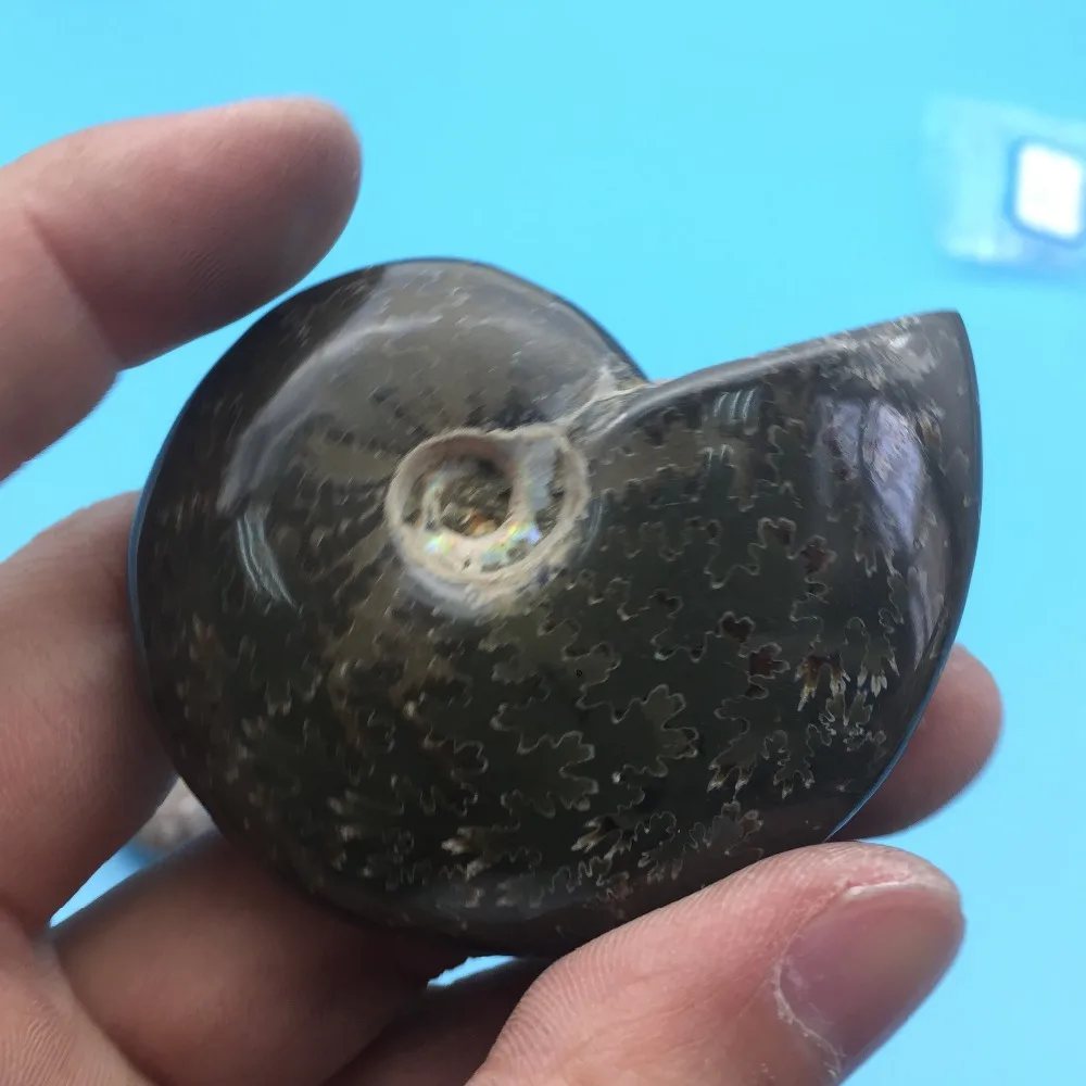 TT687 2 шт много натуральной окаменелости аммониты камень целебные минералы