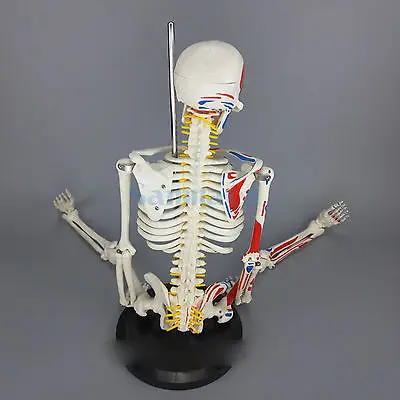 85 см человеческий мышечный скелет модель мышечная окрашенная ненумерованная