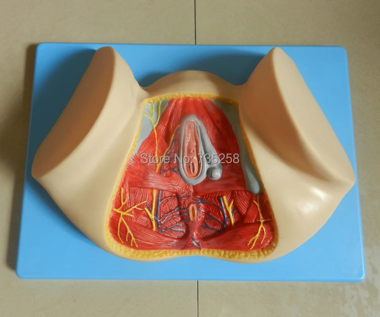 Модель анатомии женской перинеума модель половой системы|female genital anatomy|anatomy modelfemale