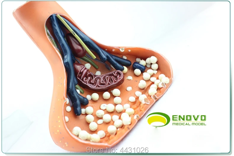 ENOVO Neurosynapse model chemical synapse используется для анатомии человеческой нервной