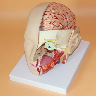 

Cerebral artery brain Dissection model Cerebrovascular model Neurology Medical Teaching free shipping