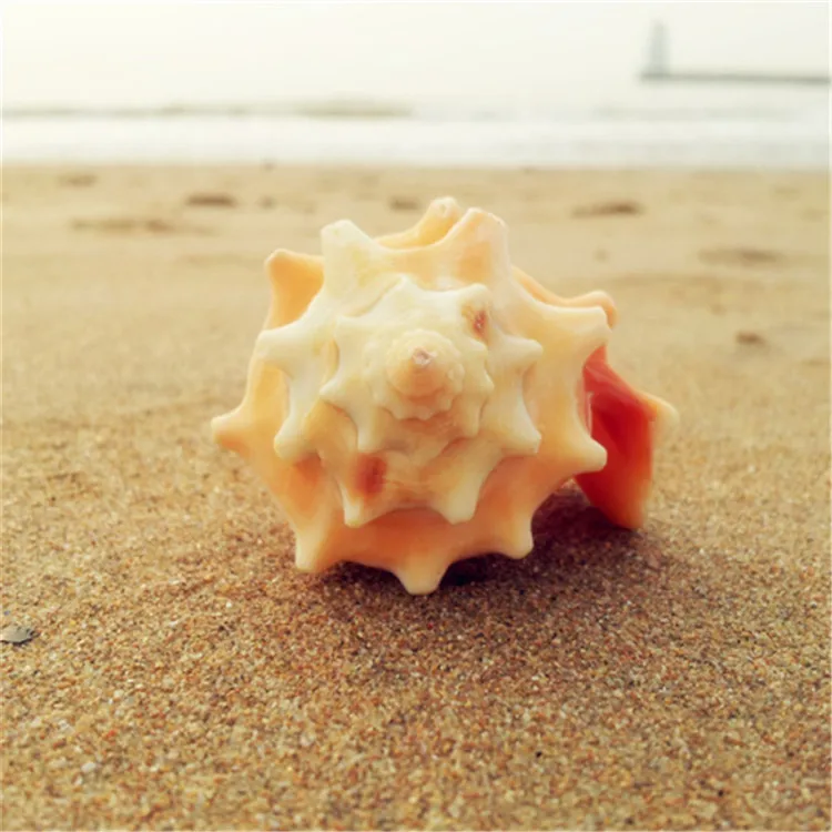 4 6 см оранжевый цвет милые натуральные раковины бытовые аквариумные рыбки