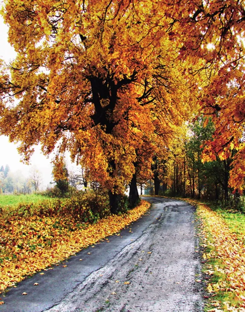 

5x7ft Autumn Fall Yellow Tree Leaves Photography Backdrops Photo Props Studio Background