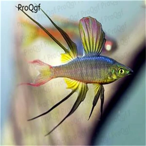 50 шт набор мраморный топорик - Цвет: Marbled hatchetfish