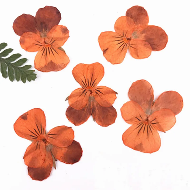 Orange1.5-3CM Блестящие желтые анютины глазки сушеные пресс цветы образцы для детей ручной работы класса 120 шт - Цвет: Orange1.5-3CM