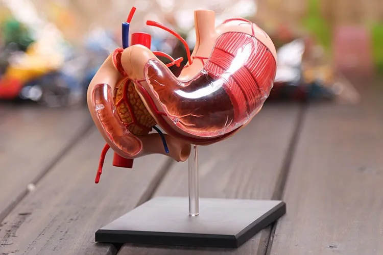 

4D master stomach anatomical model Human Anatomy model Solution structure of the new three-dimensional model