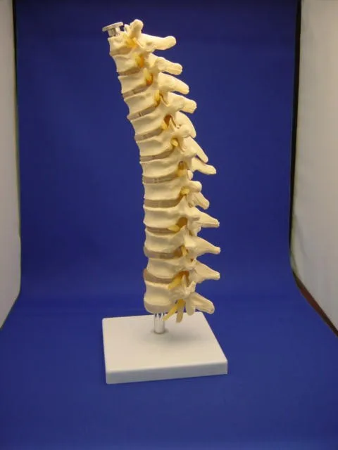 Грудной спинной мозг модель грудного позвонка спинного мозга бандторного диска