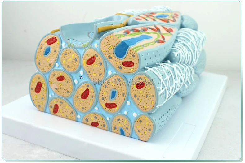 Myocardial Tissue Anatomy Model Cells Engineering Microscopic | Канцтовары для офиса и дома