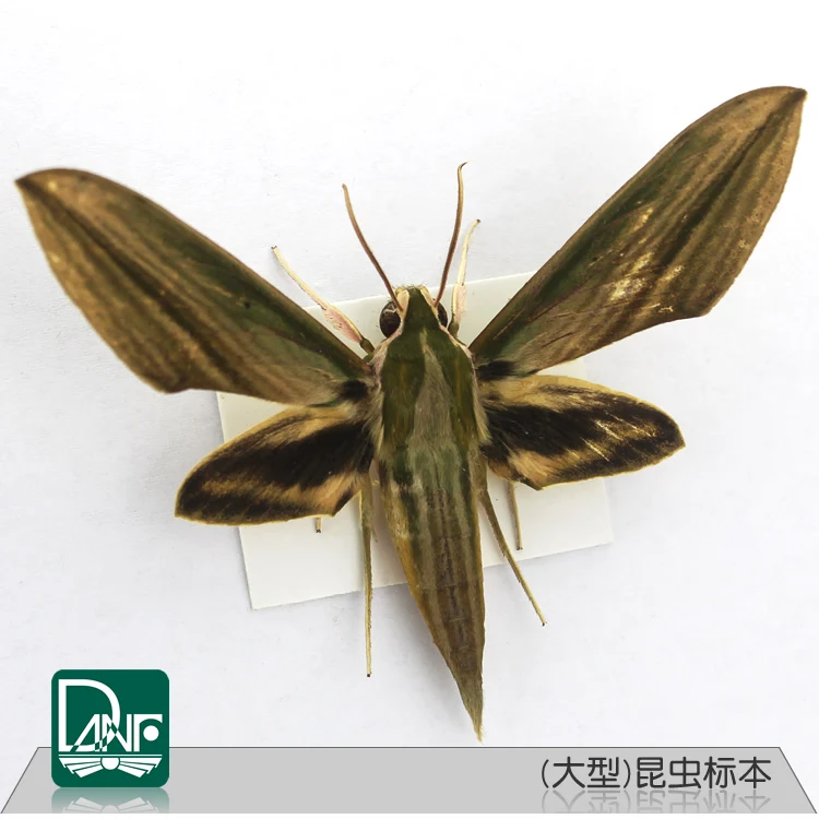 Образцы насекомых жуков/саранчи/mantis, научное обучающее оборудование, детский подарок