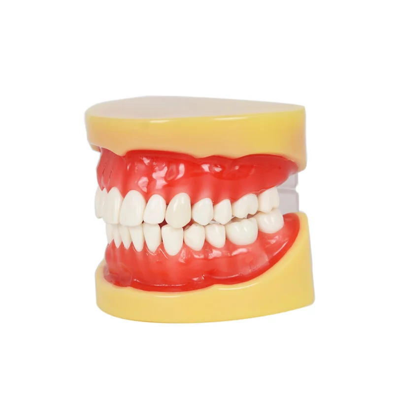 New Arrival Dental All teeth Removable Standard Teeth Tooth Model 28 pcs student learning model | Красота и здоровье