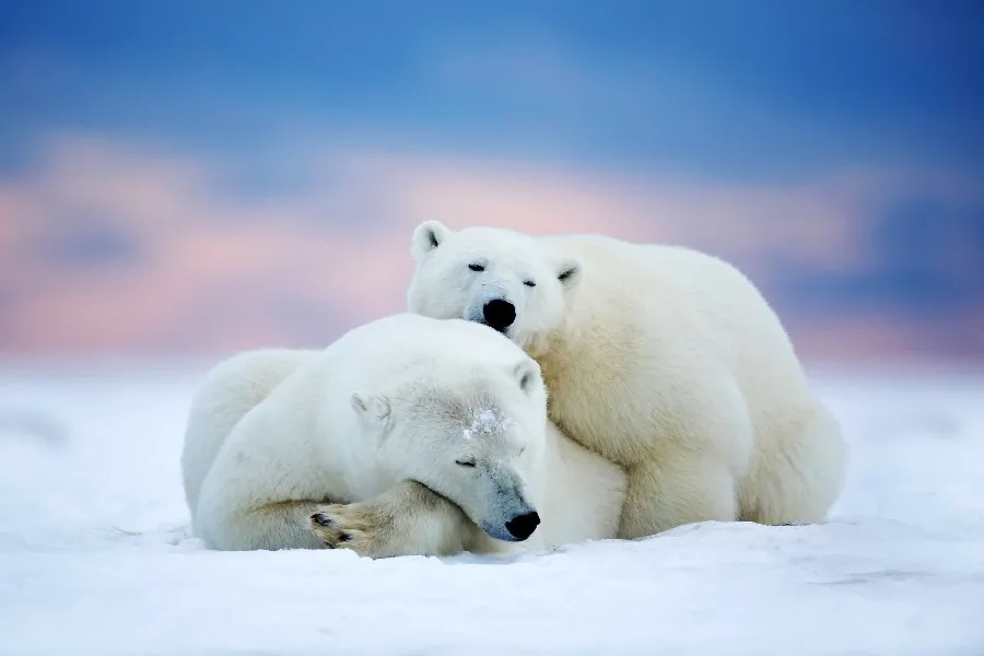 polar bears arctic alaska sleep couple animal poster silk fabric cloth print wall sticker Wall Decor custom | Дом и сад